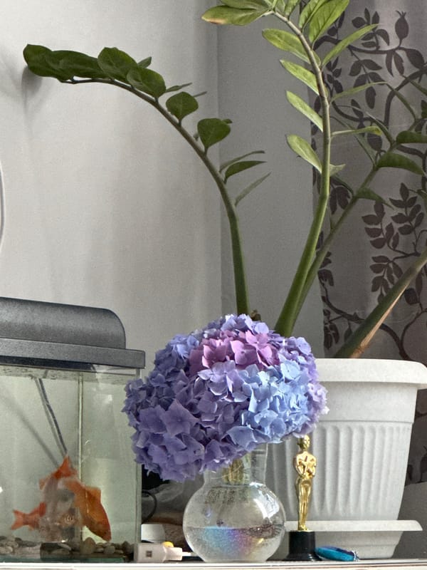 Quiet morning in a Sochi room with fish, flowers, and rest