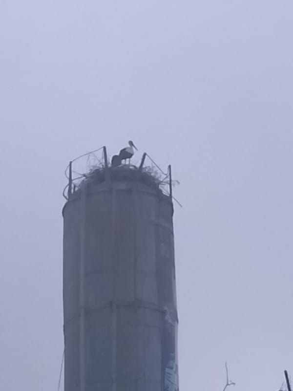 Bird nests atop weathered water tower in Uzbekistan city