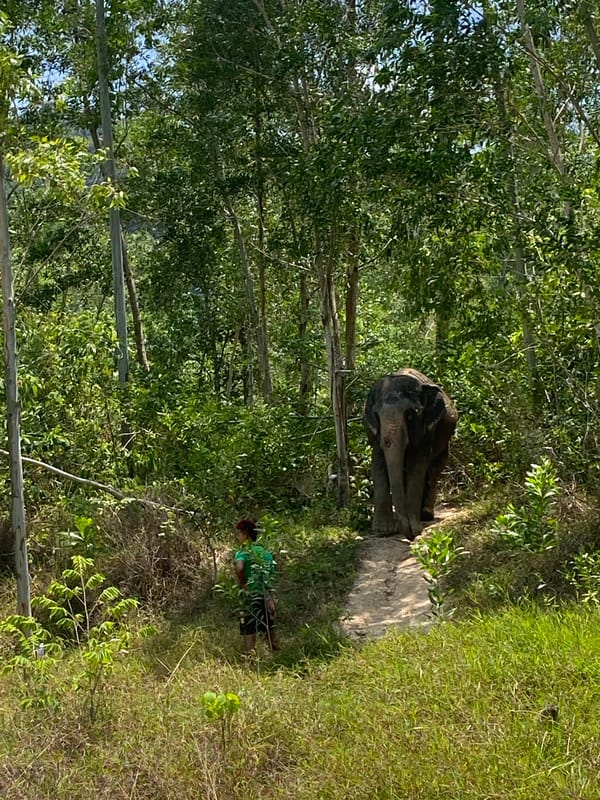 Morning construction work and elephant sanctuary visits in Choeng Thale