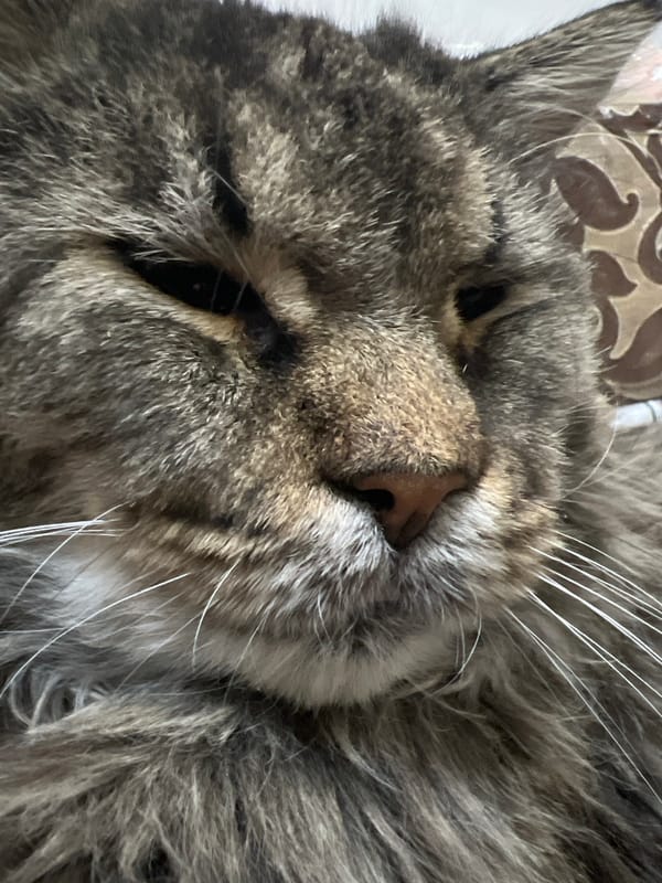 Close-up cat portraits from a multi-cat home in Markova