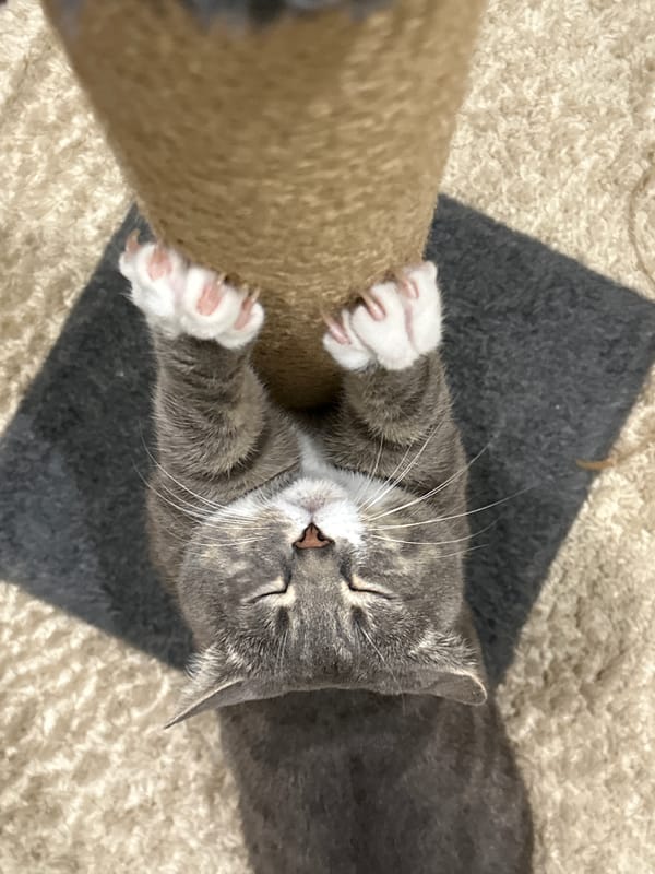 Gray tabby cat caught playing and lounging around a Pisochyn home