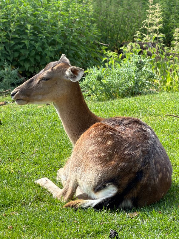 Zoo visit documented in Esch-sur-Alzette featuring various animals