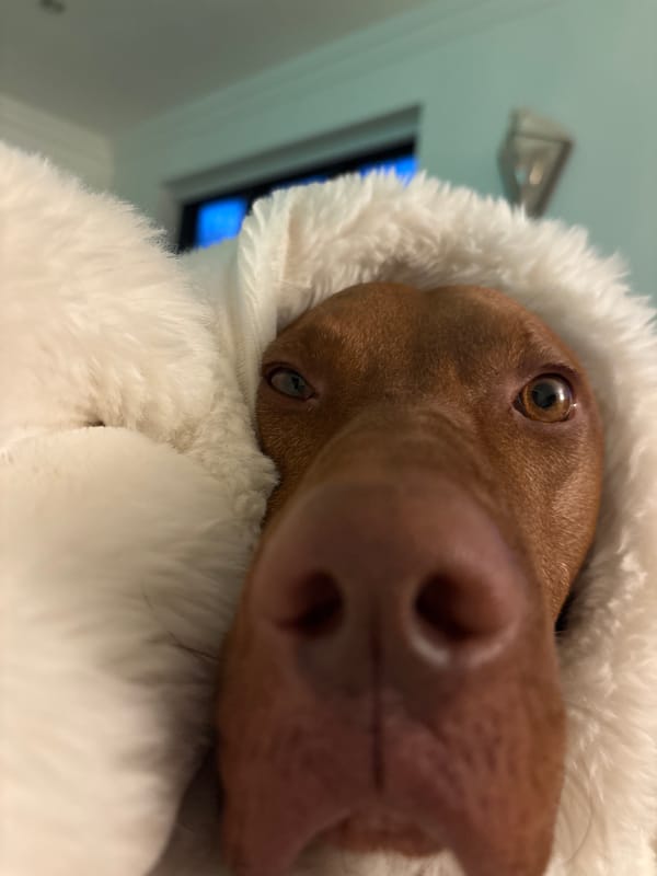 Dog photographed wrapped in white material in Welwyn Hatfield