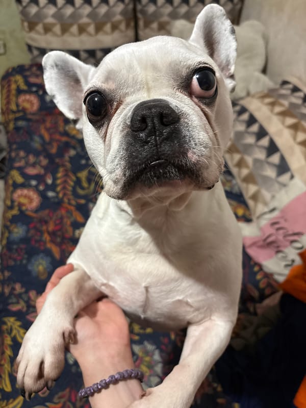 White French Bulldog rests on bed in close-up photo