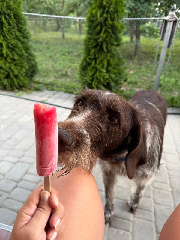 Lazy summer afternoon at home in Kamianka-Buzka with a dog