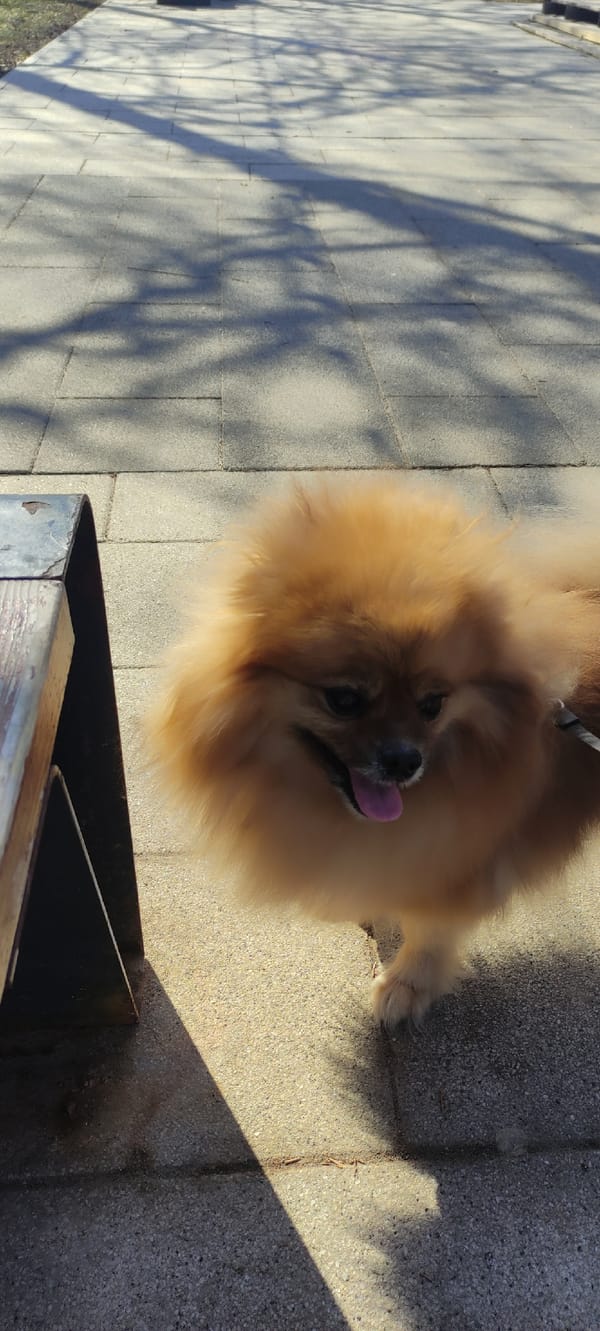 Person enjoys morning park visit with Pomeranian in Fryazino