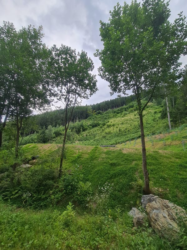 Roaming the fields and forest paths outside Feldkirchen, Kärnten
