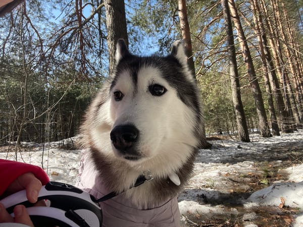 Woman walks dogs through snowy forest in Izhevsk