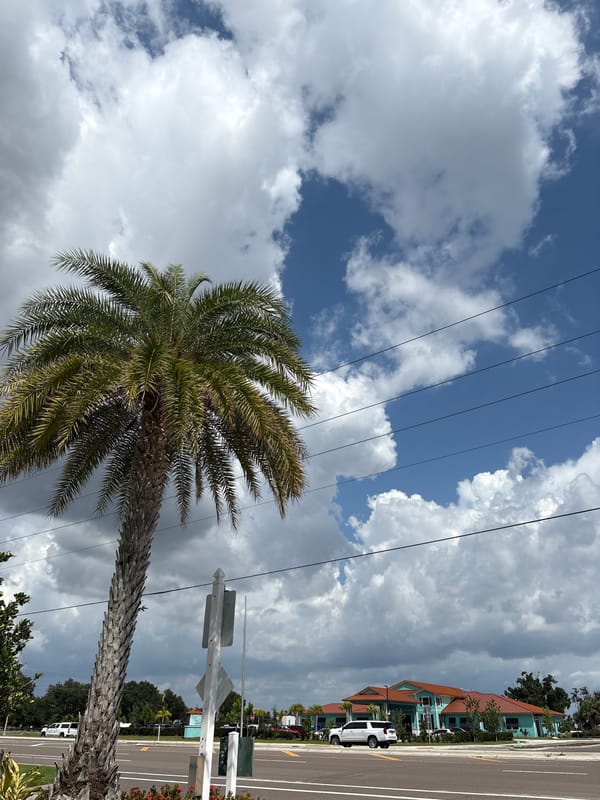 Palm tree against a blue Florida sky in Parrish