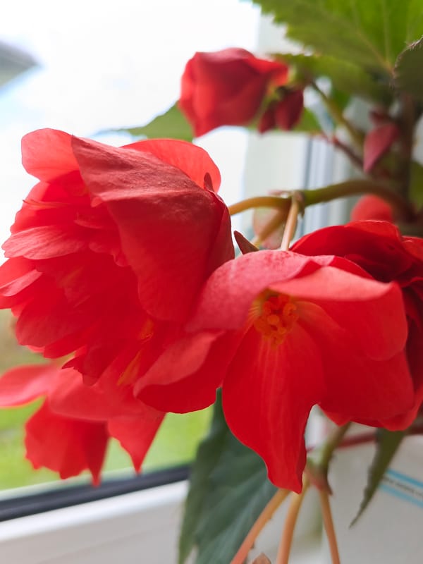 Flowers, plants, and dogs on a quiet morning at home