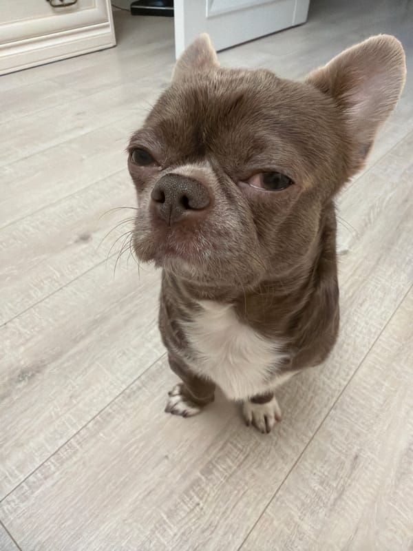 Toddler and Chihuahua share playful moments at Russian home