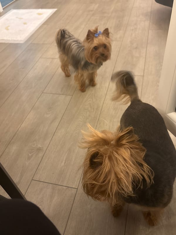 Dogs, seafood, and a coastal town on a June evening