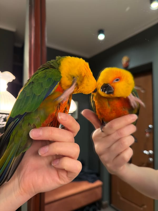 Khimki resident documents parrot and novelty lollipop moments
