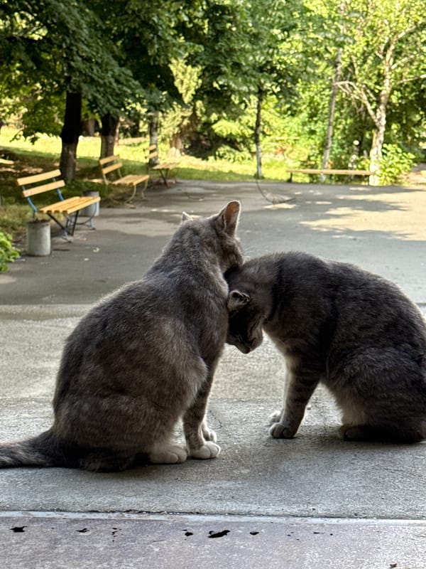 Two cats share grooming moment on concrete ledge