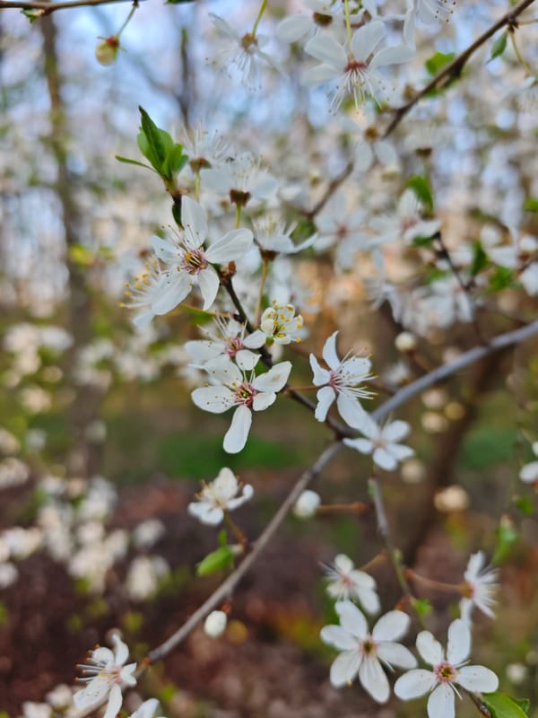 Spring blooms and forest scenes documented in Pyatigorsk