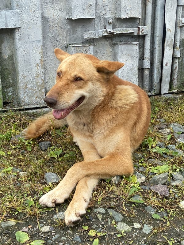 Relaxed dog lounging outside a corrugated wall in Kraskino