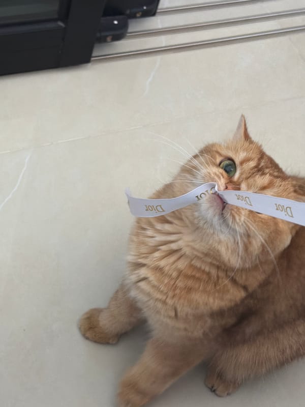 Orange cat plays with Dior ribbon in Đà Nẵng home