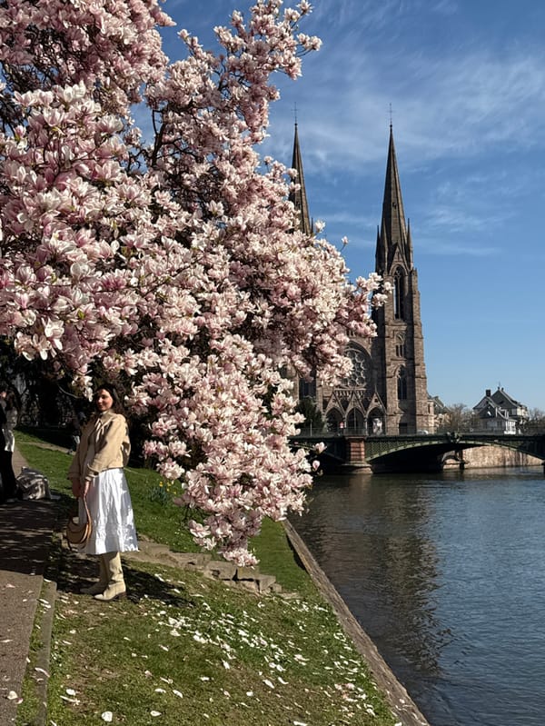 Spring magnolia blooms draw crowds along Strasbourg's Ill River