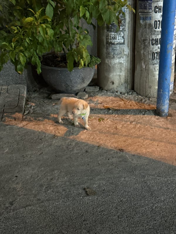 Daily life moments documented in Nha Trang ward