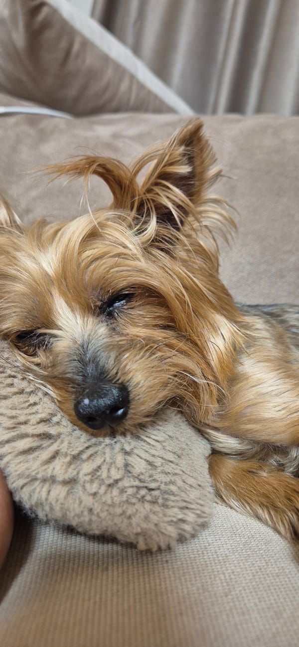 Dog rests peacefully on couch with stuffed animal companion
