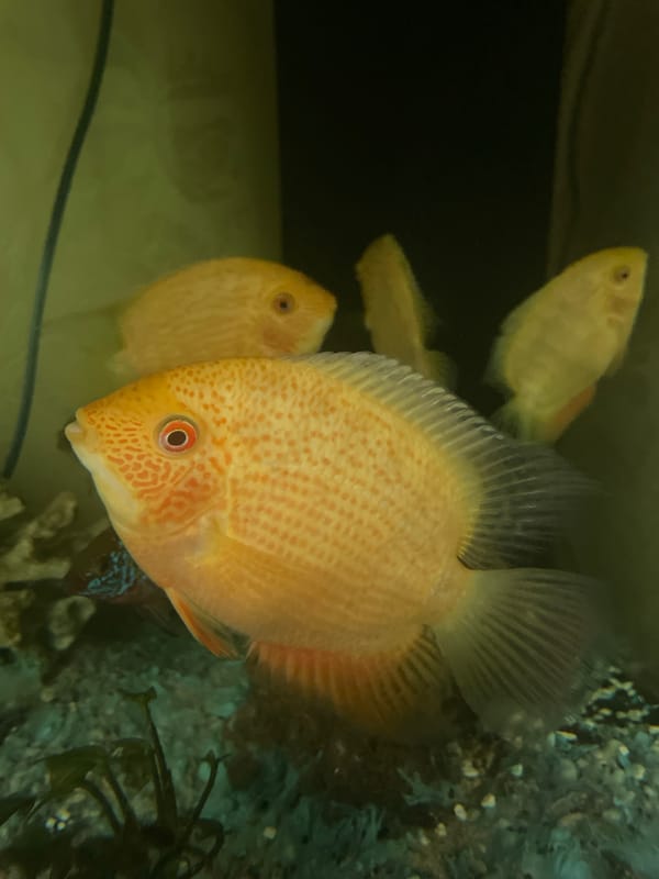 Exotic fish, chameleons, and dogs at a Sochi animal spot