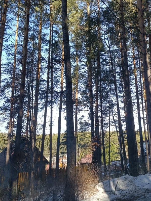 Winter scenes documented across snowy Krasnoyarsk forests and neighborhoods