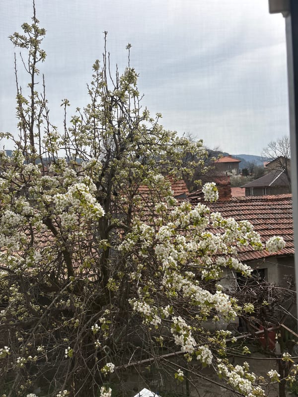 White flowering tree blooms near red-tiled building