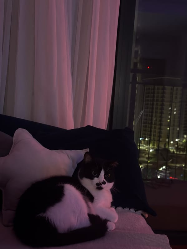 Evening domestic moments captured in Belgrade apartment
