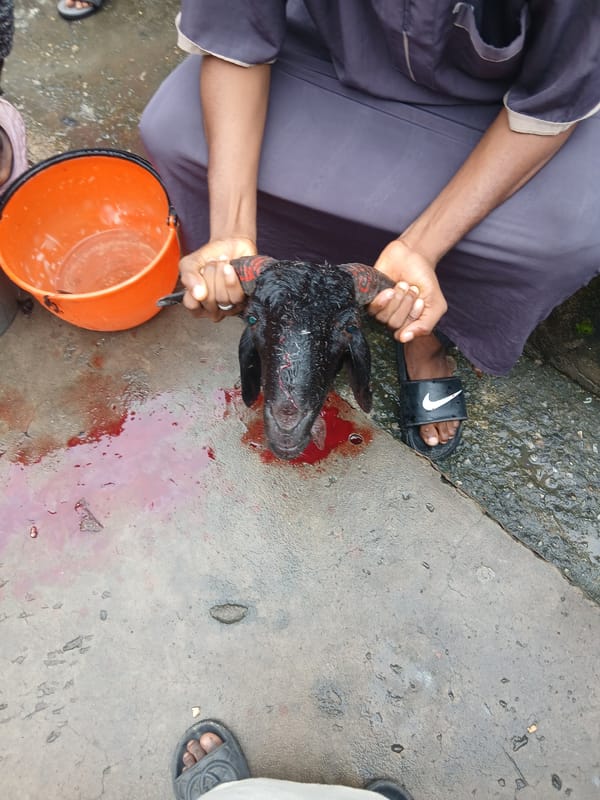 Goat slaughter and processing documented in Lagos, Nigeria