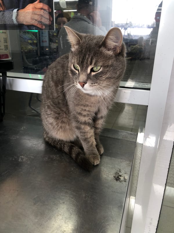 Morning walk documented in Noviy, Russia neighborhood