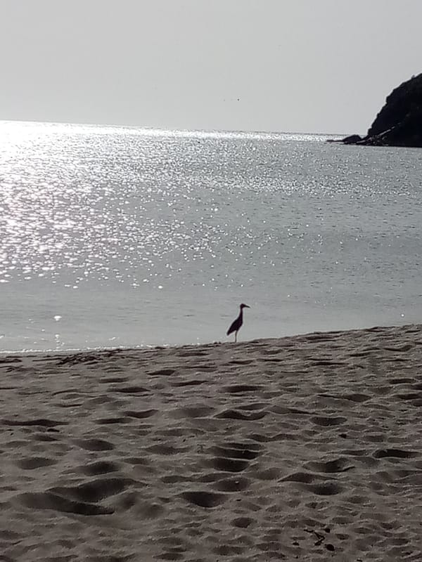 Evening beach life documented in Juan Griego, Venezuela