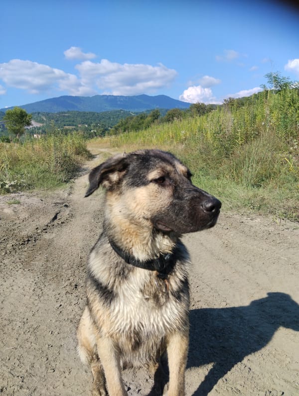 Dog explores wildflower-dotted rural terrain near Adler