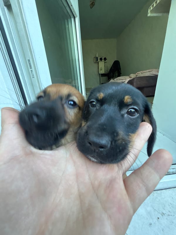 Witness captures 30 puppy moments across residential indoor spaces