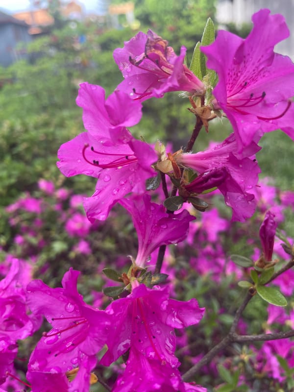 Domestic life documented: gardening, pets, rain watching during afternoon