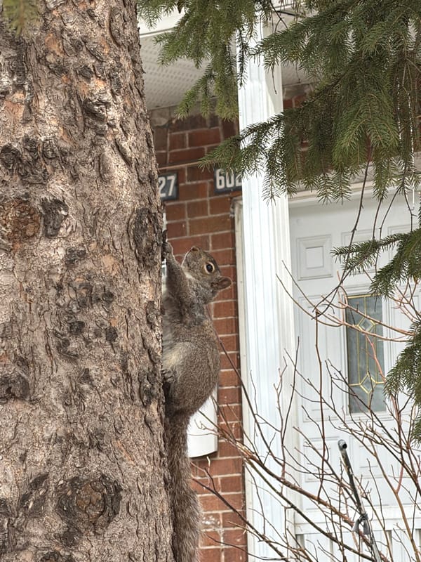 Gray squirrel spotted on tree branch in Montreal residential area