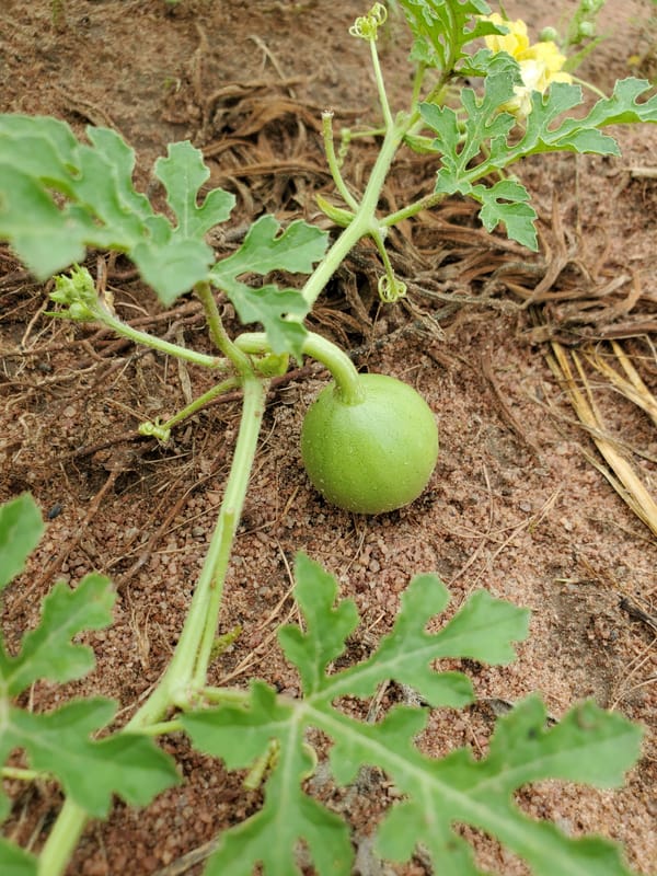 Agricultural documentation captures blooming crops in Mararaba, Nigeria