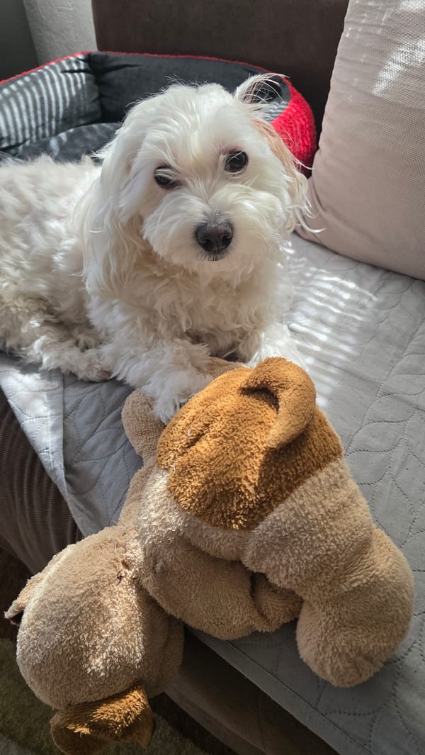White dog rests at home in Blagoevgrad during morning