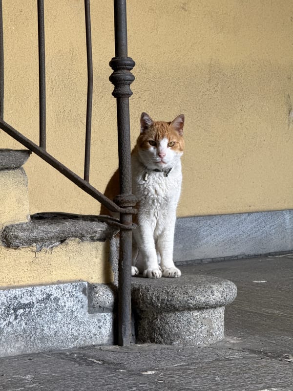 Orange cat spotted lounging in Milan courtyard