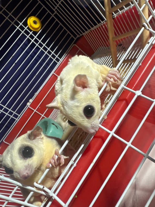 Taipei shop visit: sugar gliders, Star Wars figures, and selfies