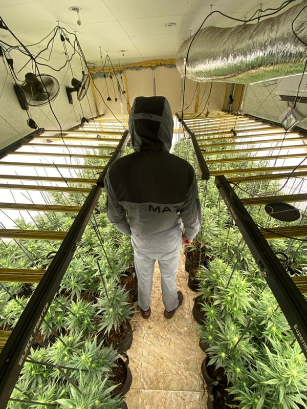 Indoor cannabis cultivation facility documented in Sant Adrià de Besòs