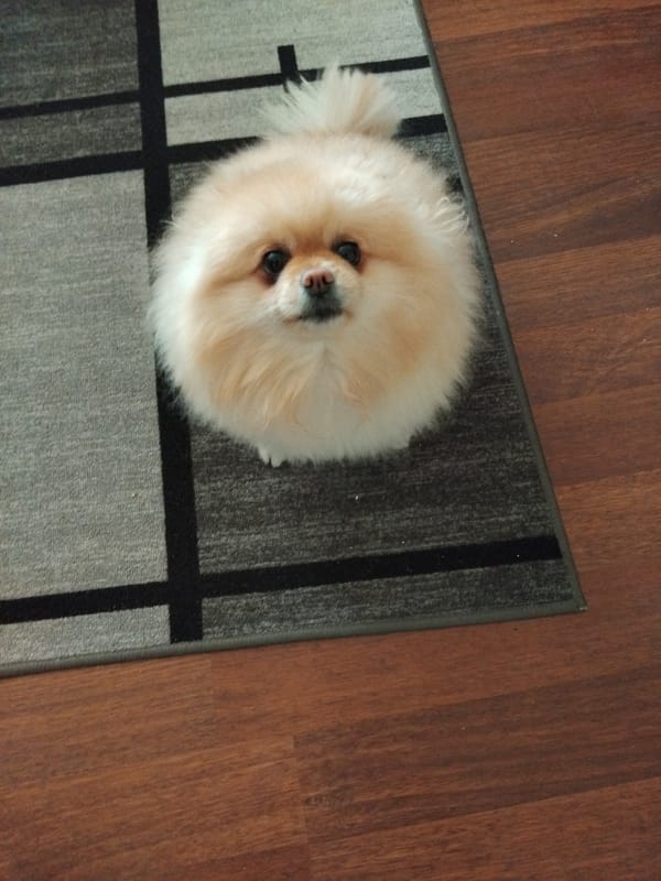 Domestic moments with Pomeranian dog captured in Apriltsi, Bulgaria