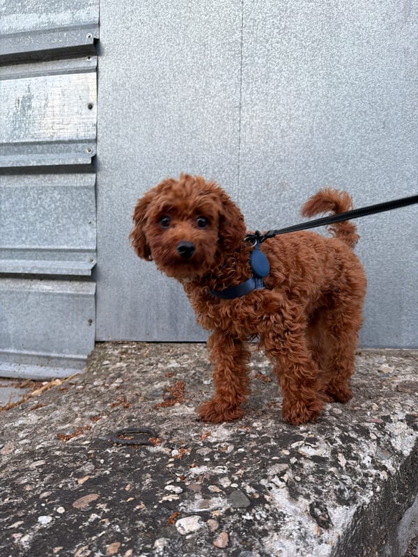 Curly poodle mix on an evening walk through Sofia streets