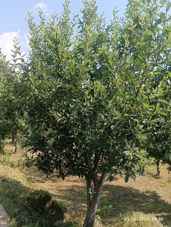 Rural India orchard and forest scenes documented across mountain regions
