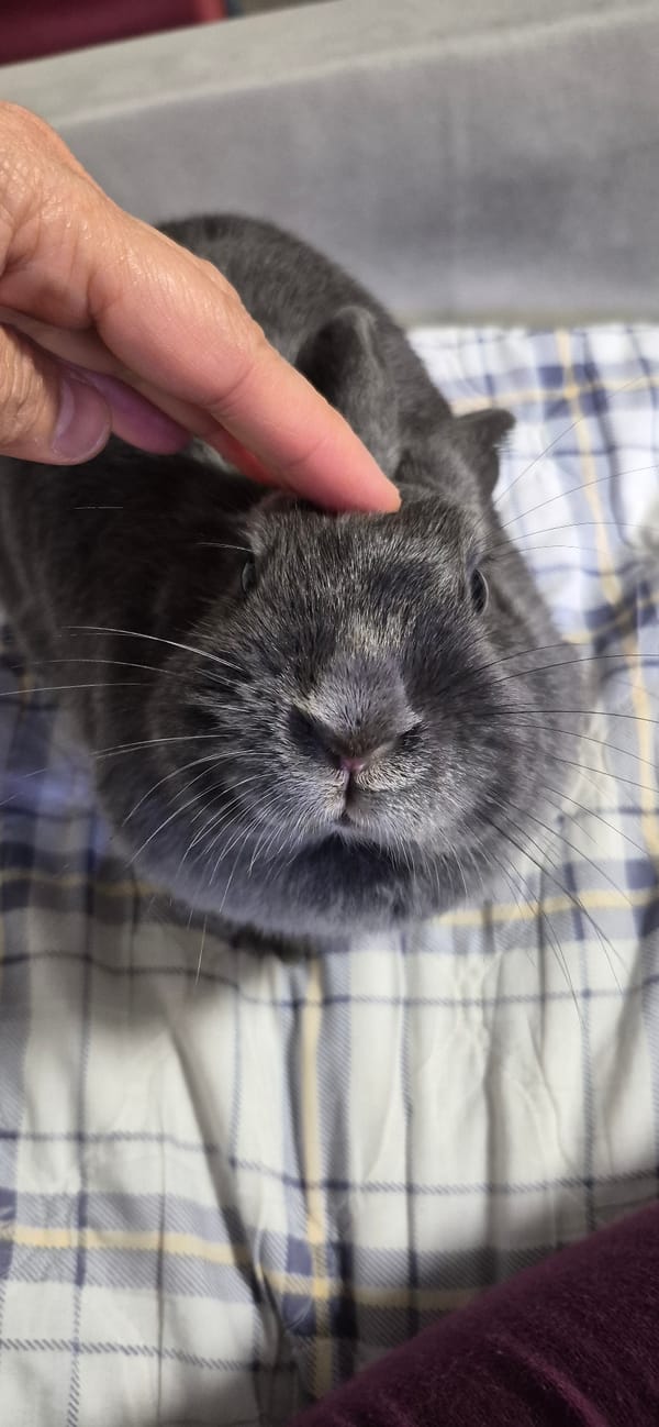 Rabbit, aquarium, and home decor shots from Ussurijsk