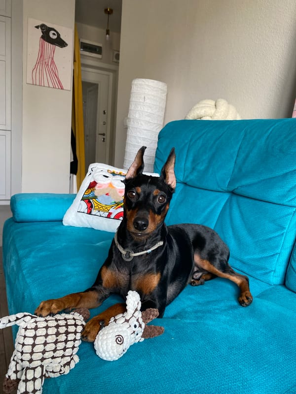 Moscow apartment dog lounges and plays on a cloudy day