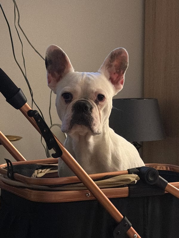 French bulldog spotted in stroller and chair in Sofia