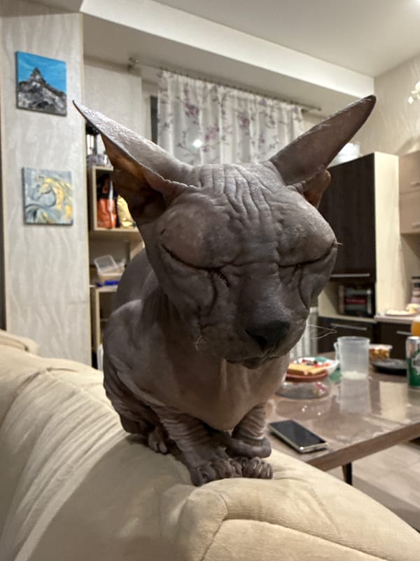 Pets observed playing and resting in Chaikovsky homes