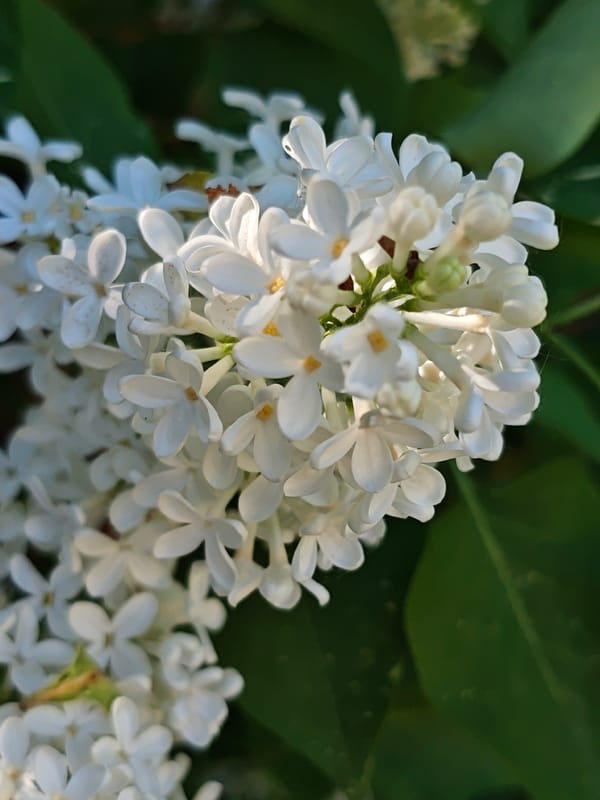 Spring wildflowers and forest scenes documented in Russian village