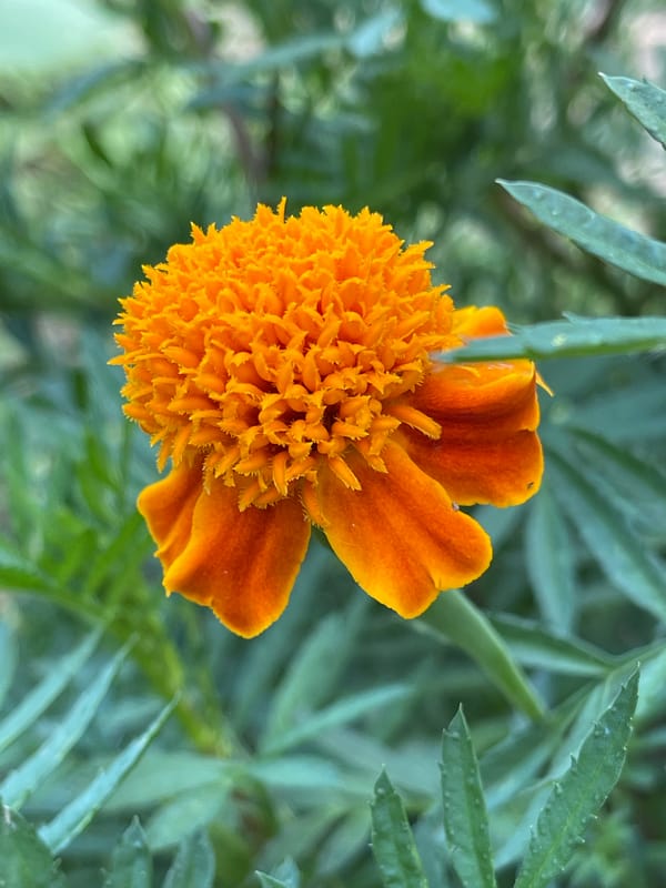 Russian summer garden in full bloom, July afternoon