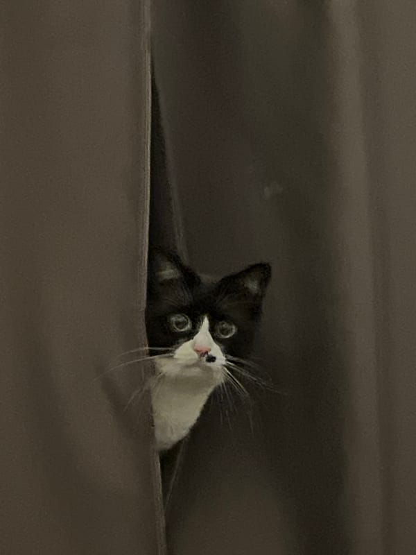 Black and white cat peering from behind curtains in dim room